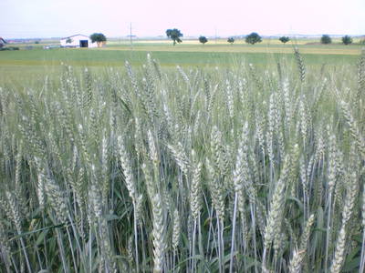 Bild 17 aus  Urlaubs - Weingut Kriegl