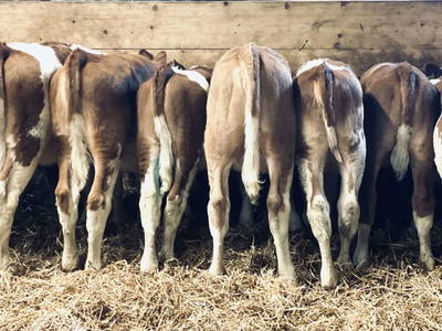 Bild 163 aus  Erbhof Hinting + Appartementhaus Hinting