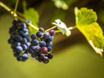 Bild 20 aus  Chalet Matzhof