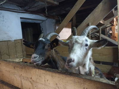 Bild 18 aus  Kaserer