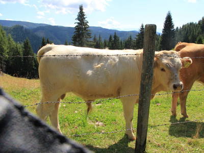 Bild 41 aus  Panorama Hof Fa. Sereinig