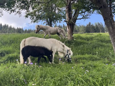 Bild 50 aus  Reiterbauer Chalet