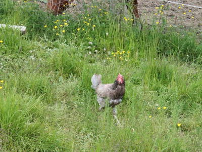 Bild 199 aus  Untererschbaum