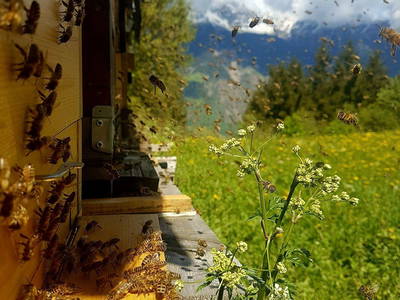 Bild 6 aus  Pröfinghof