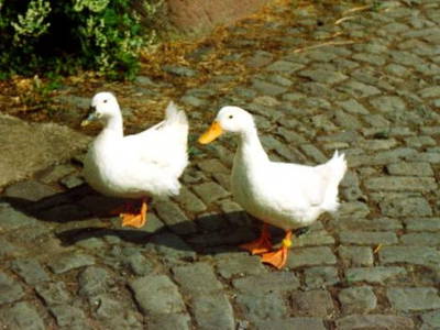 Bild 15 aus  Schmiedshof