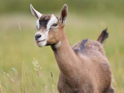 Bild 123 aus  Bio Bauernhof Landhaus Bender Ferienhaus Kellerstöckl
