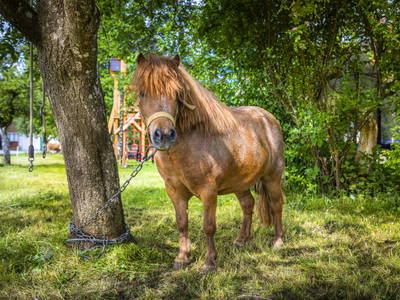 Bild 73 aus  Biohof Untergrabenbauer