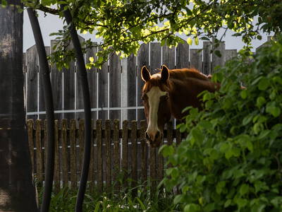 Bild 28 aus  Endlhof