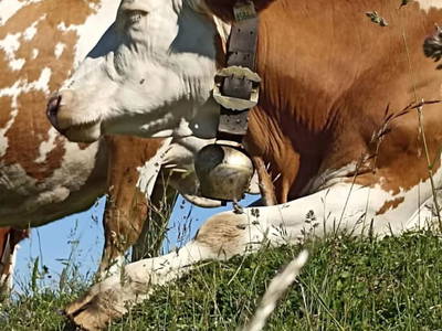 Bild 85 aus  Ascherhof