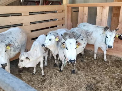 Bild 106 aus  Schlosswirt Chalets