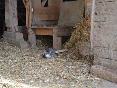 Bild 106 aus  Kaspergut