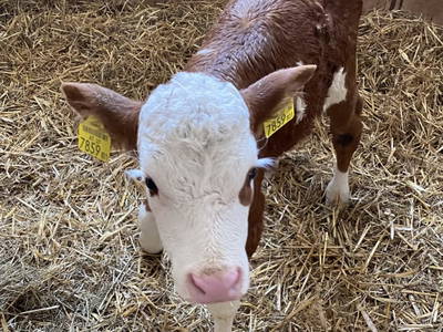 Bild 196 aus  Pimperlhof