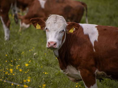 Bild 8 aus  Hofquartier Retzmoar