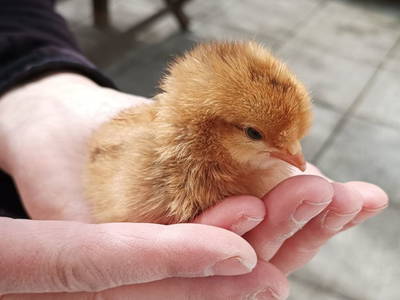 Bild 38 aus  Ferienhaus Weinmeyer 