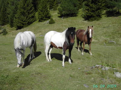 Bild 7 aus  Almhütte Hueber