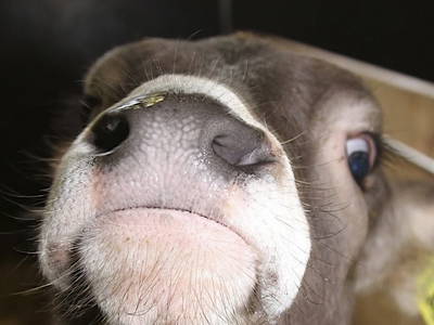 Bild 14 aus  Der BiscHOF in Mellau