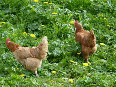 Bild 39 aus  Stückler - Hütte
