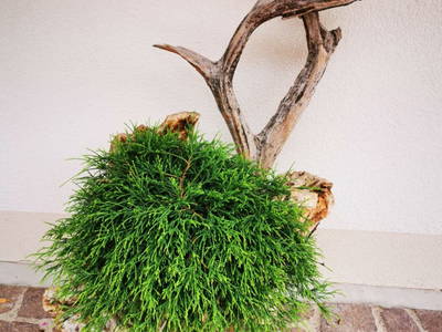 Bild 132 aus  Sank Haus - Alte Mühle