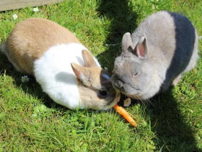 Bild 6 aus  Gut Wellingsbüttel