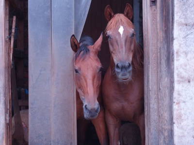 Bild 81 aus  Biohof Schmidbauer