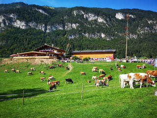 Haflingerhof aus Kramsach