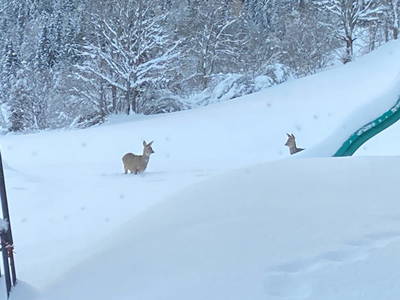 Bild 32 aus  Hirzhof