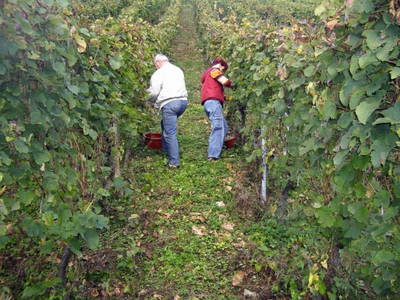 Bild 10 aus  Ferienhof Laurentius