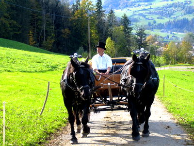 Bild 17 aus Bauernhof Schneider