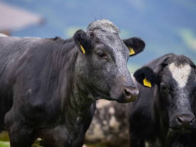 Bild 29 aus  Bauernhof Streitenau