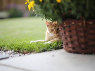 Bild 6 aus  Testhaus PZV NÖ