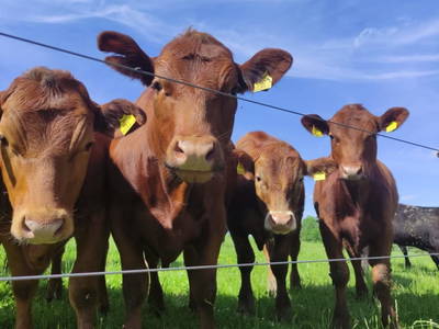 Bild 28 aus  Biohof Prannleithen