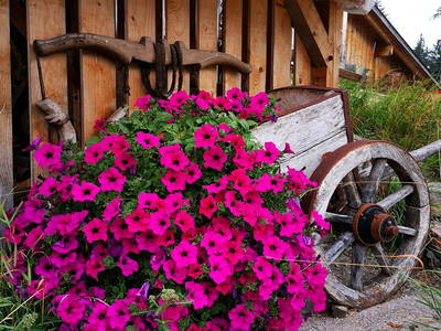 Bild 8 aus  Wastlhof  Urlaub auf dem Bauernhof