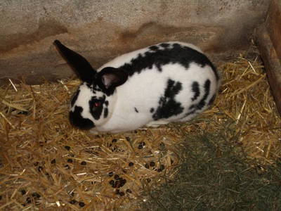 Bild 12 aus  Ferienhof Ott im Romantischen Franken bei Rothenburg o.d.T.