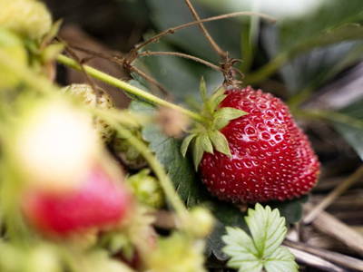 Bild 128 aus  Vorderkasbichlhof - Pension Schmiderer
