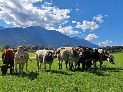 Bild 36 aus  Prechtlerhütte