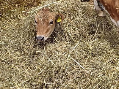 Bild 61 aus  Vorderzettn