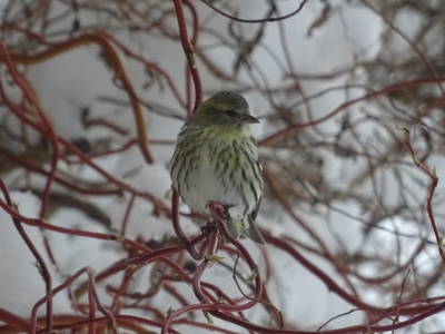 Bild 71 aus  Biobauernhof Thonnerhof