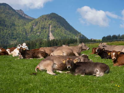 Bild 131 aus  Biobauernhof Mittermoos