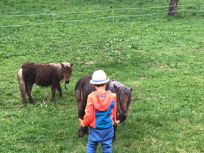 Bild 9 aus  Biobauernhof 'Moar in Greith'