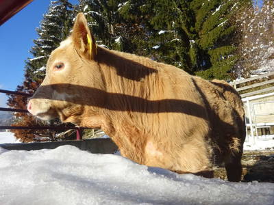 Bild 35 aus  Klieber