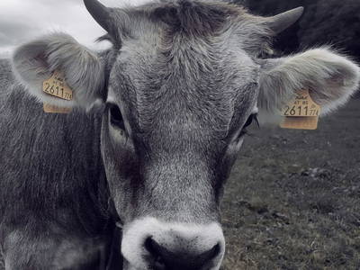 Bild 24 aus  Apartments Wiglhof