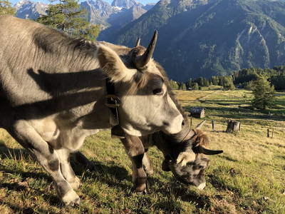 Bild 27 aus  Haus Wille