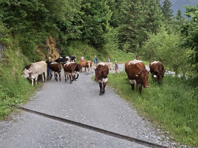 Bild 92 aus  Hoislbauerngut