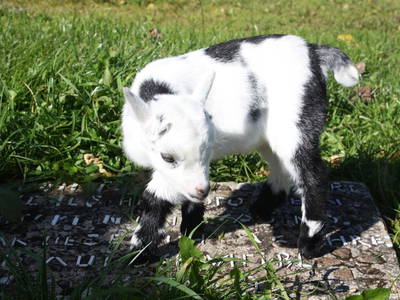 Bild 18 aus  Ferienhof Mittermair