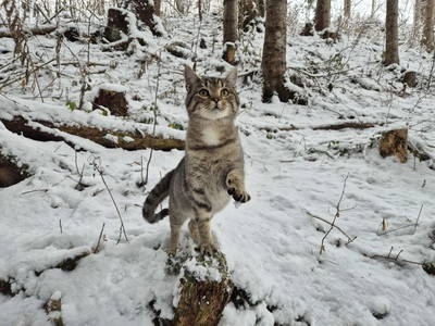 Bild 23 aus  Pfandlinghof