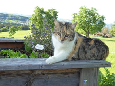 Bild 55 aus  Vitalbauernhof Zulehen