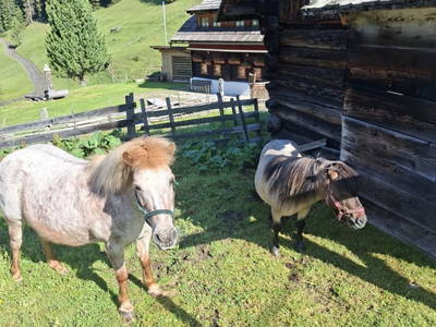 Bild 36 aus  Ledererhütte