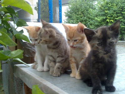 Bild 36 aus  Privatzimmer Würger