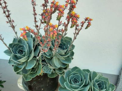 Bild 44 aus  Bauernhof Rechberger-König