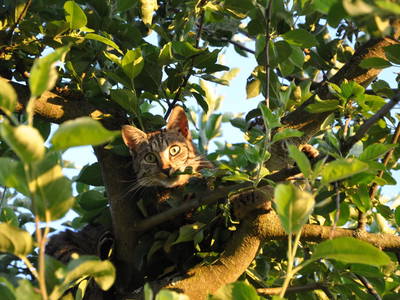 Bild 31 aus  Ferienwohnungen & Bungalows am Faaker See - Karglhof OG